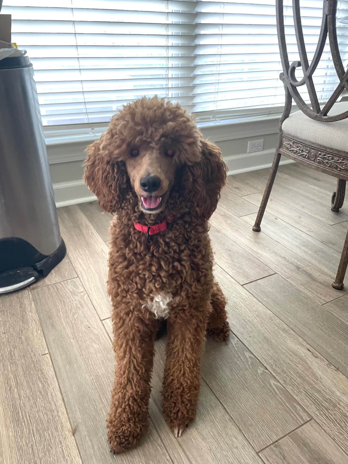 Small Standard Poodle Puppies 17-19” as adult breeder image 11