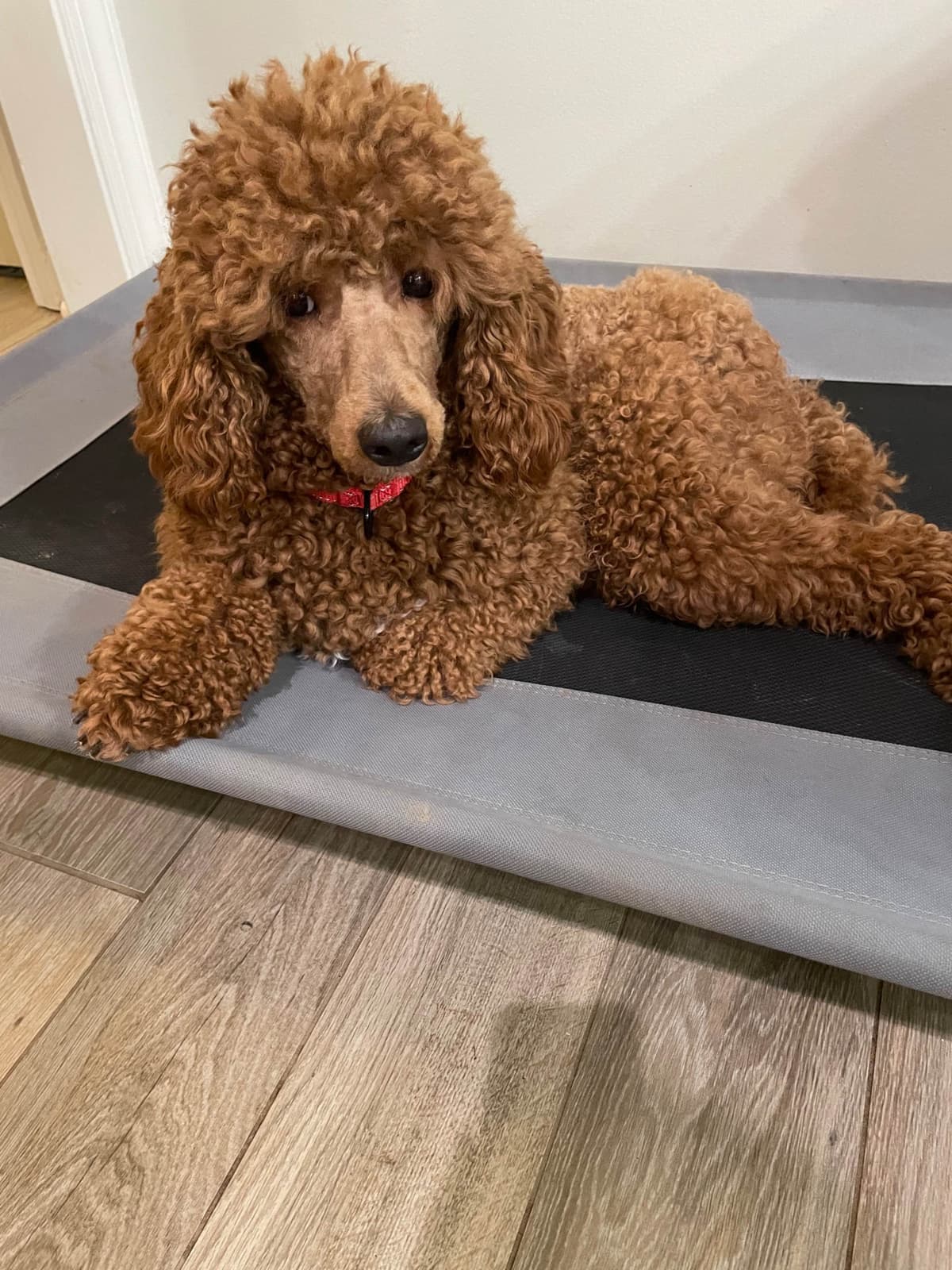Small Standard Poodle Puppies 17-19” as adult breeder image 12