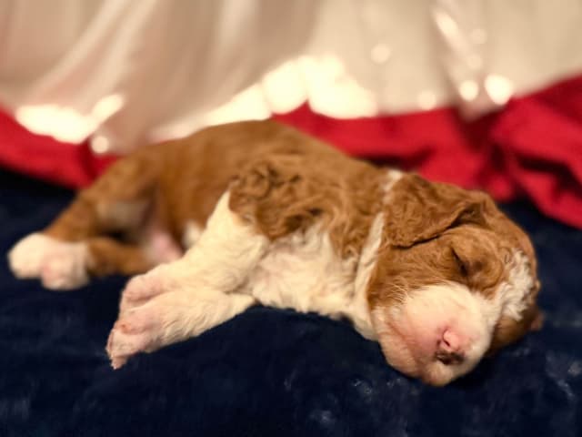 Small Standard, clear health genetics, Service Dog prospects media 2