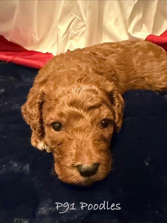 Small Standard, clear health genetics, Service Dog prospects media 3