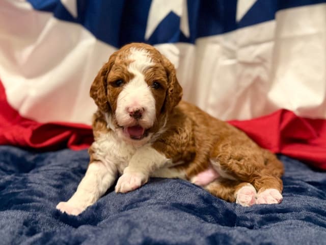 Small Standard, clear health genetics, Service Dog prospects media 4