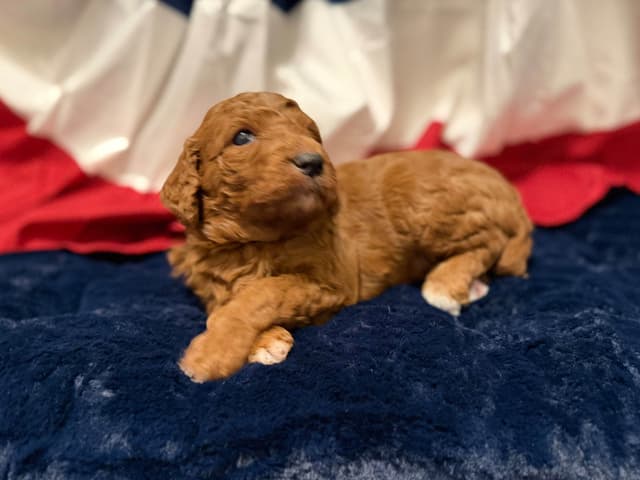 Small Standard, clear health genetics, Service Dog prospects media 6