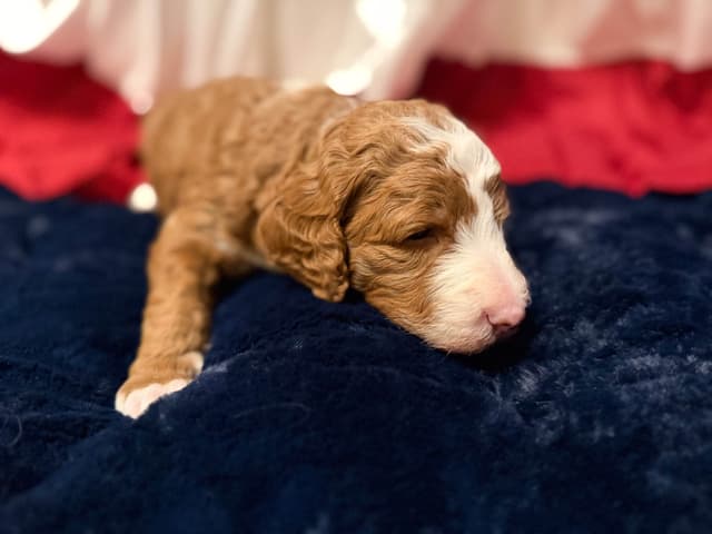 Small Standard, clear health genetics, Service Dog prospects media 7