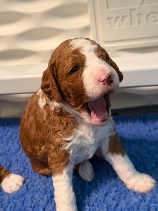 Small Standard, clear health genetics, Service Dog prospects media 12