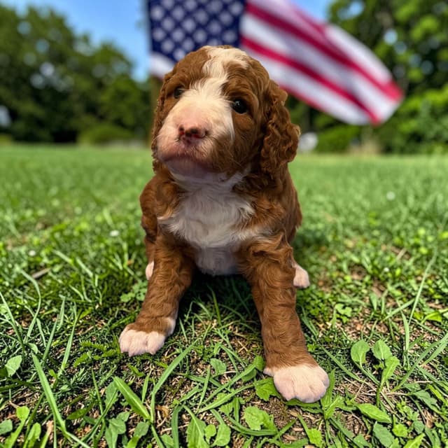 Small Standard, clear health genetics, Service Dog prospects media 13