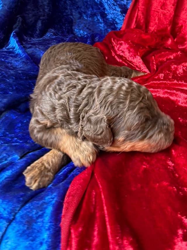 Small Standard Poodle Puppies 17-19” as adult media 5
