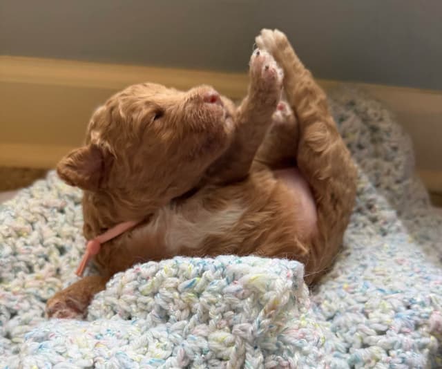 Small Standard Poodle Puppies 17-19” as adult media 6