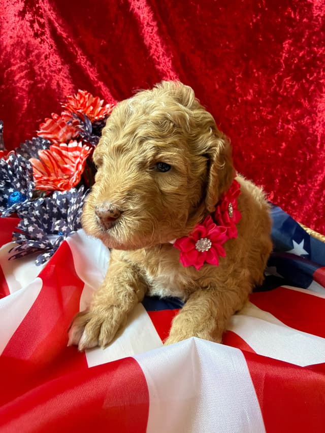 Small Standard Poodle Puppies 17-19” as adult media 7