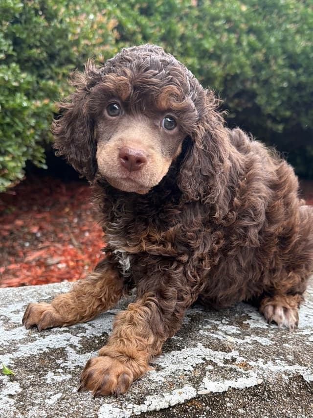 Small Standard Poodle Puppies 17-19” as adult media 3