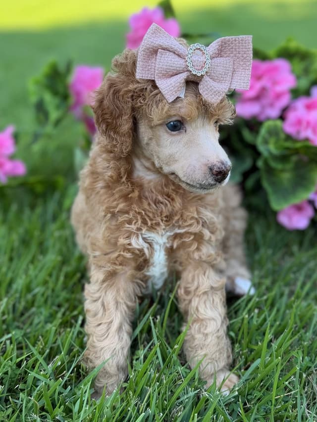 Small Standard Poodle Puppies 17-19” as adult media 4