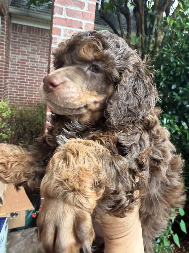 Small Standard Poodle Puppies 17-19” as adult media 8