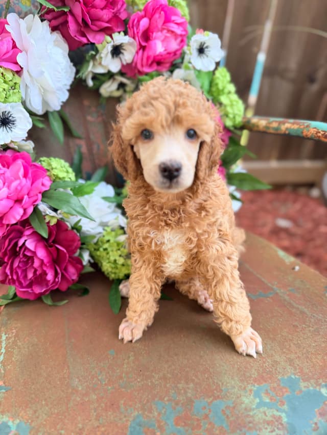 Small Standard Poodle Puppies 17-19” as adult media 2