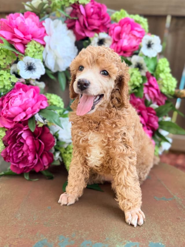 Small Standard Poodle Puppies 17-19” as adult media 9
