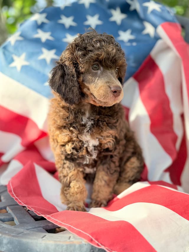 Small Standard Poodle Puppies 17-19” as adult media 10