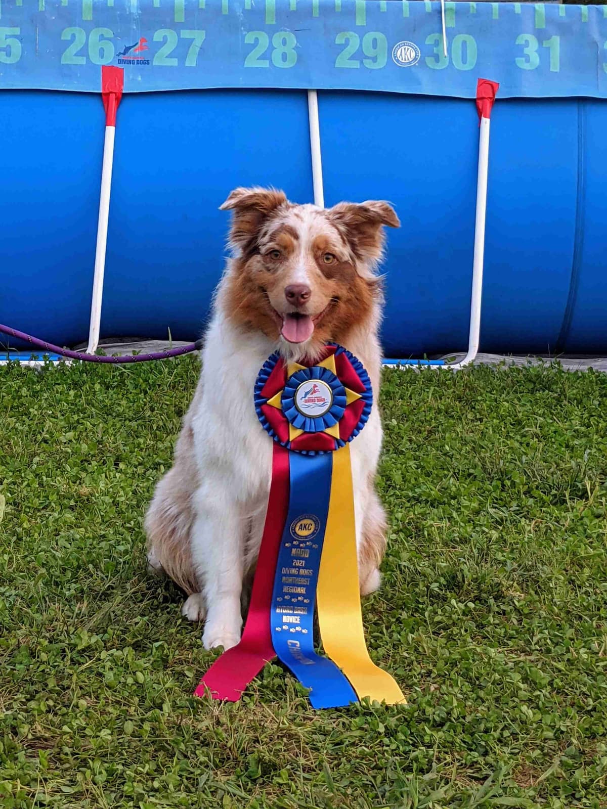 Australian Shepherd Puppies breeder image 4