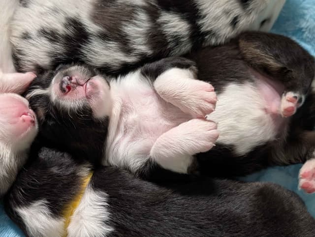 Australian Shepherd Puppies media 11