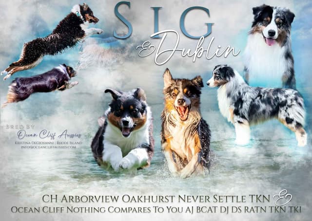 Australian Shepherd Puppies media 14