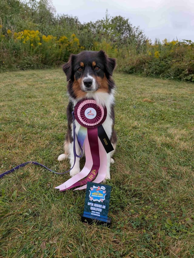 Australian Shepherd Puppies media 16