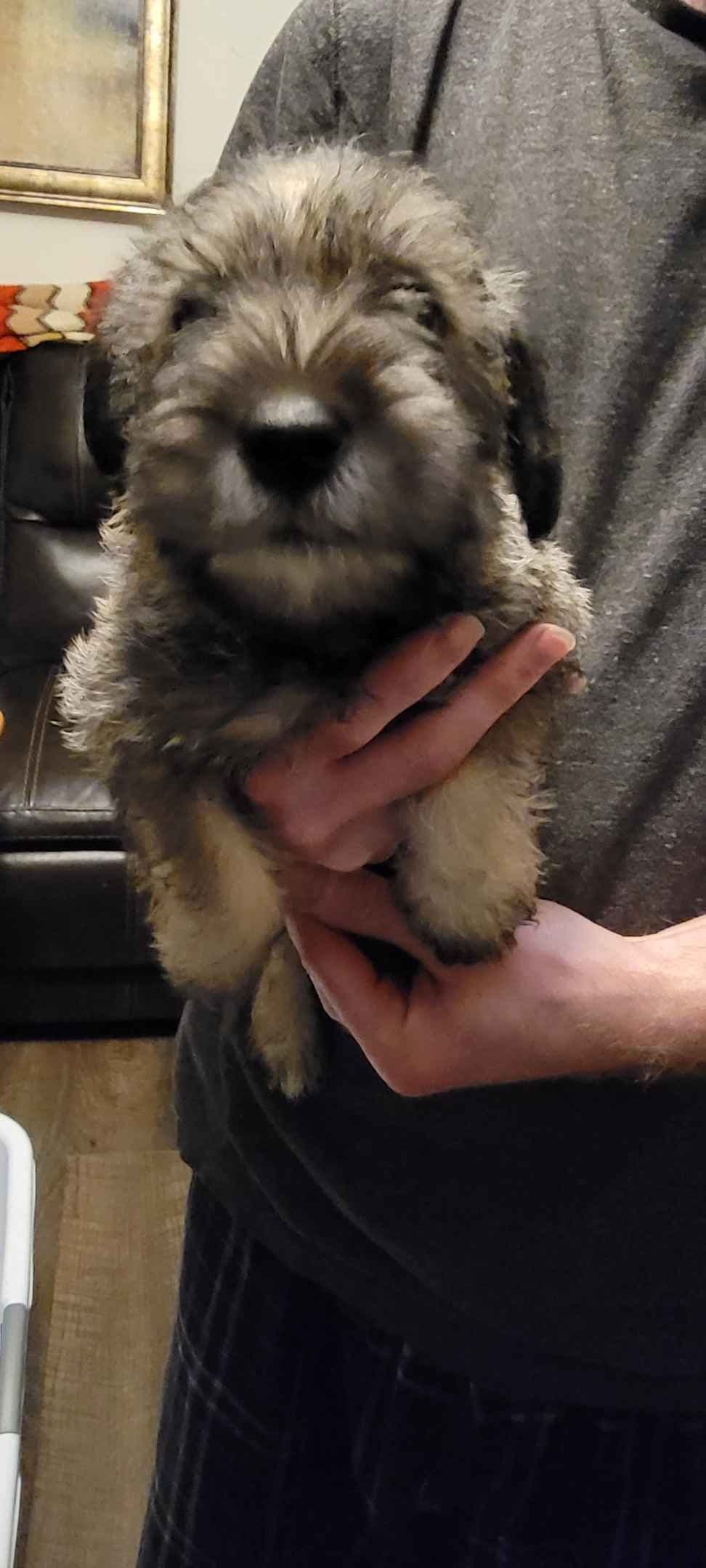 Miniature Schnauzer Puppies breeder image 3