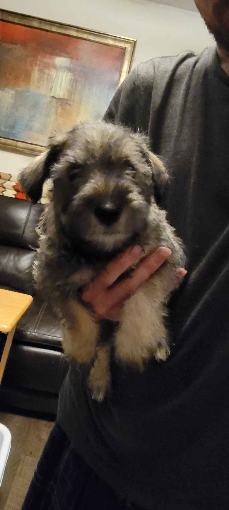 Miniature Schnauzer Puppies breeder image 1