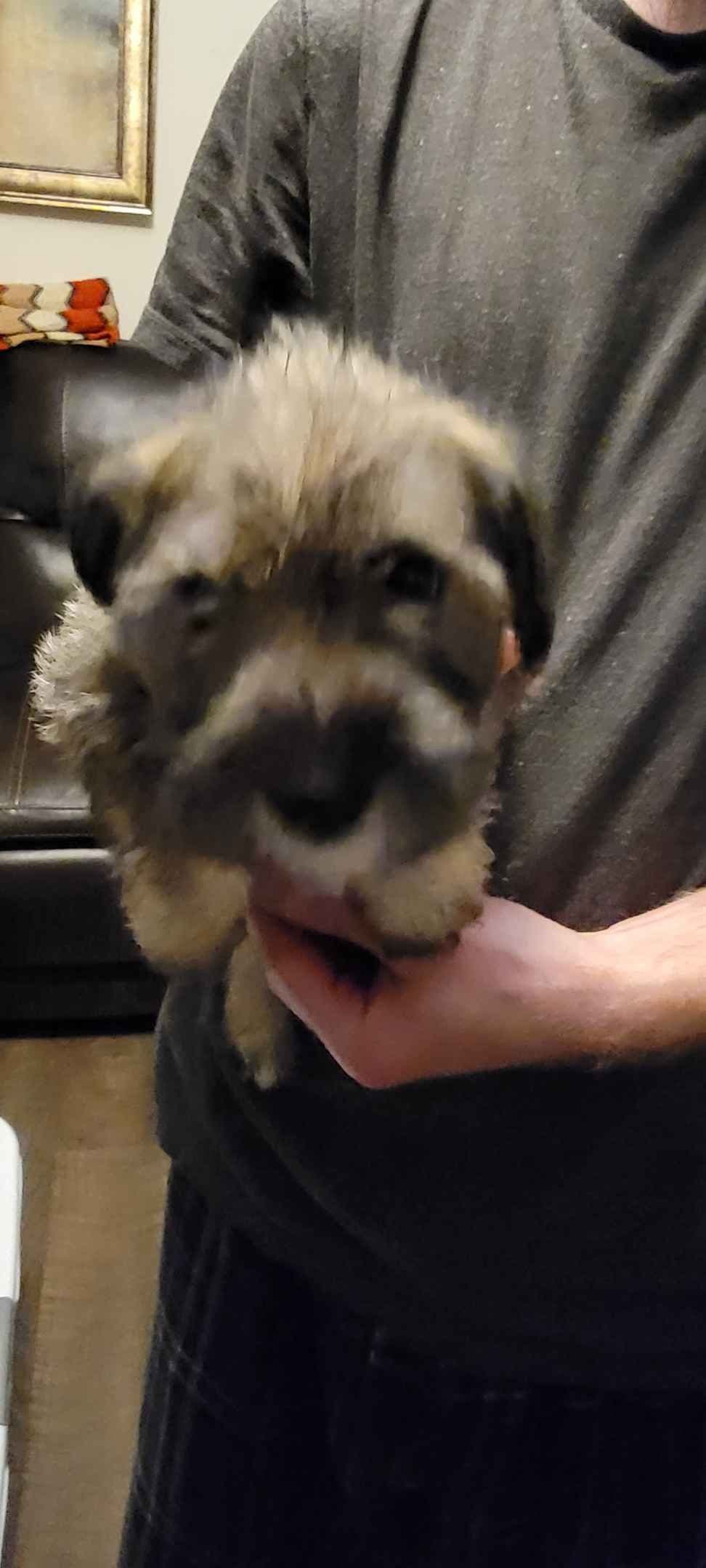 Miniature Schnauzer Puppies breeder image 2