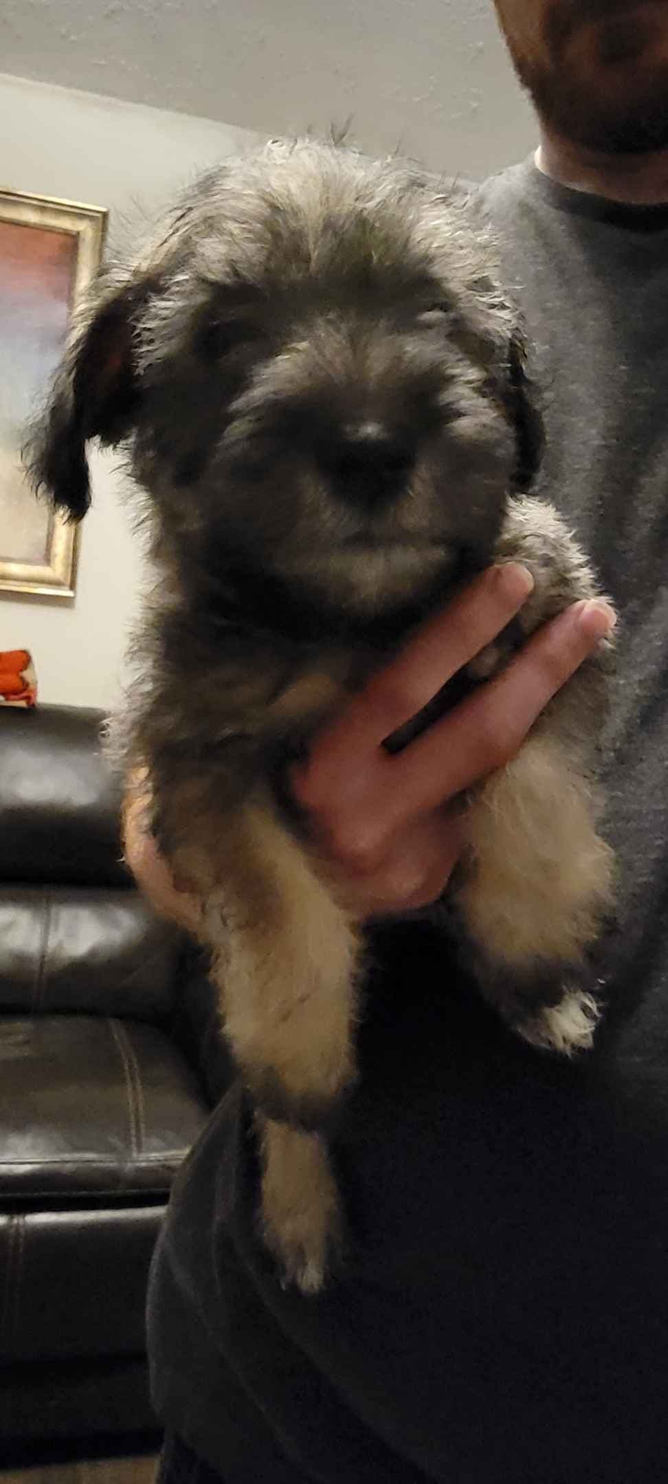 Miniature Schnauzer Puppies breeder image 4