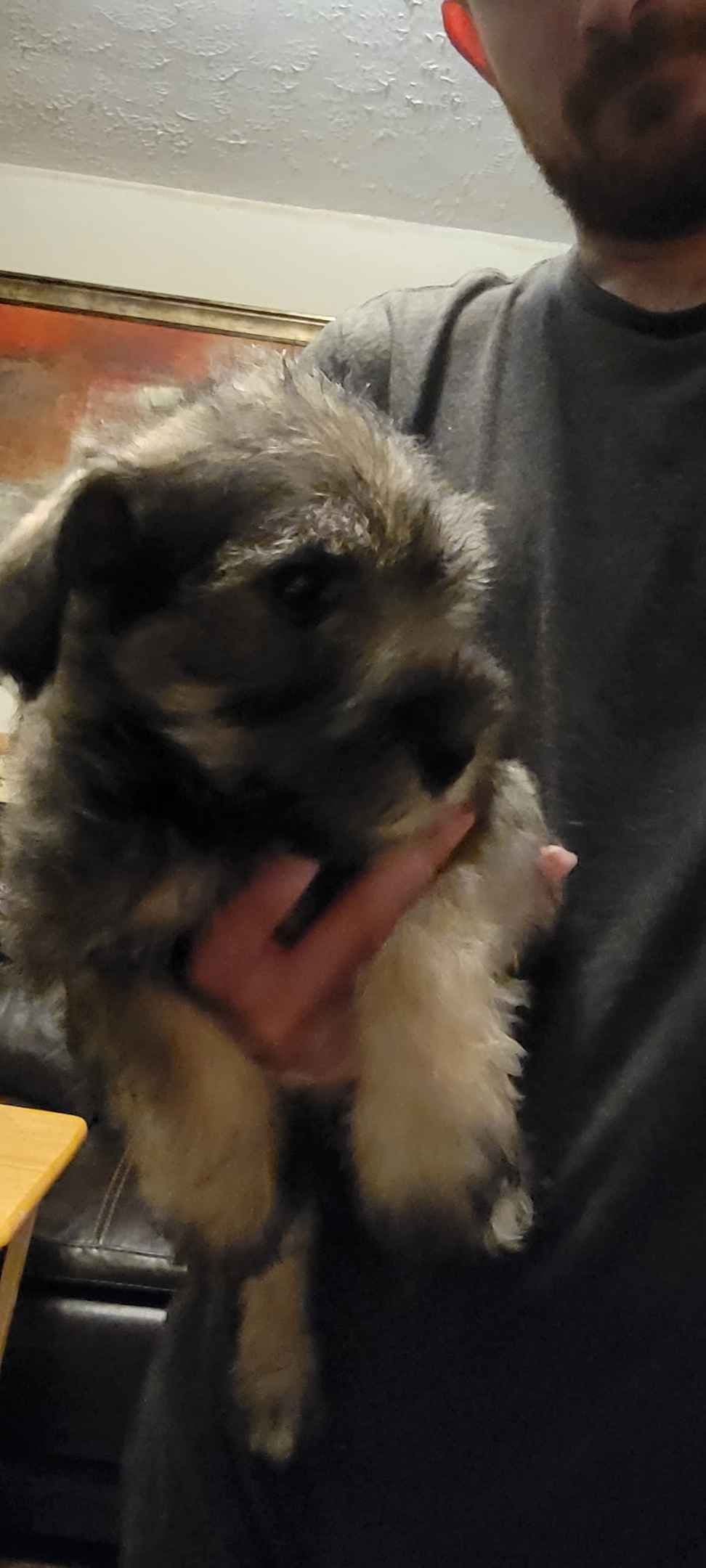 Miniature Schnauzer Puppies breeder image 6