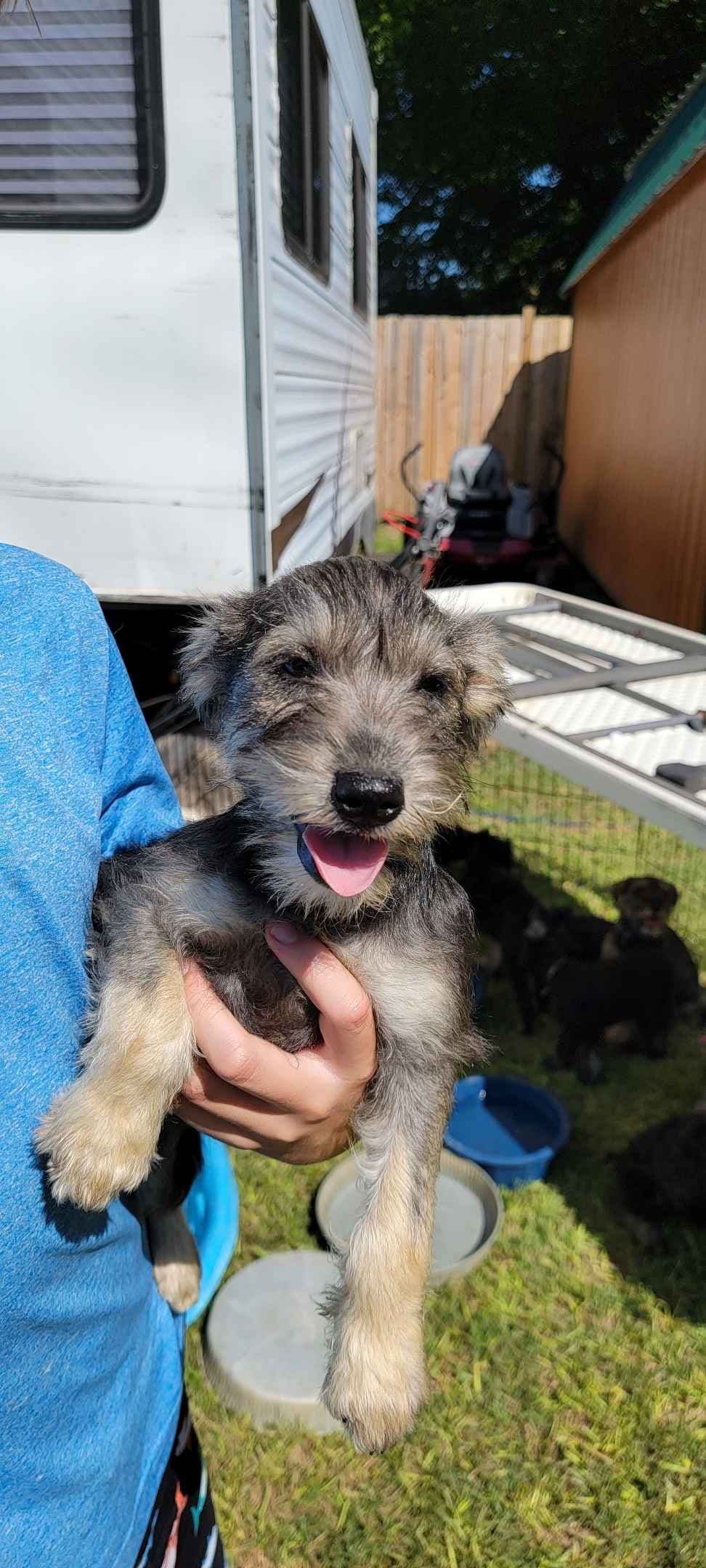 Miniature Schnauzer Puppies breeder image 8