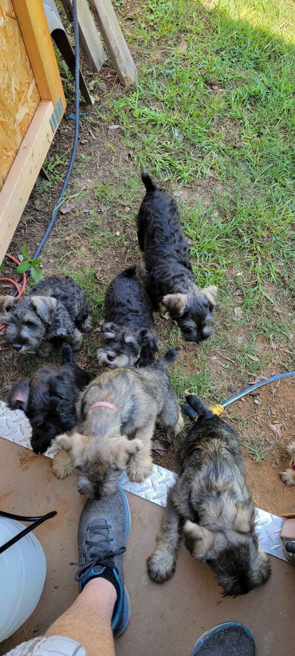 Miniature Schnauzer Puppies breeder image 9