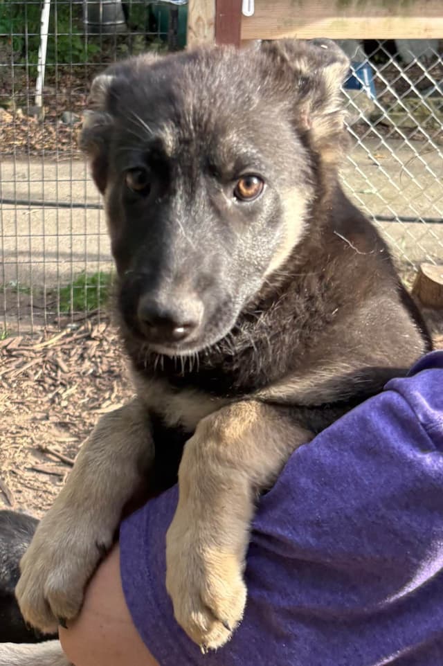 German Shepherd Dog Puppies media 2