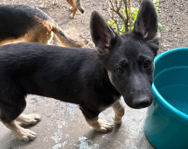 German Shepherd Dog Puppies media 3