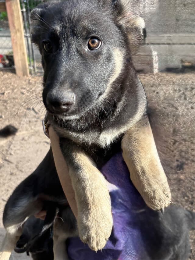 German Shepherd Dog Puppies media 4