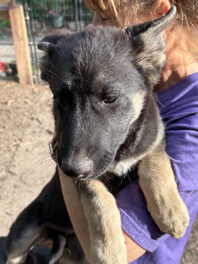 German Shepherd Dog Puppies media 5