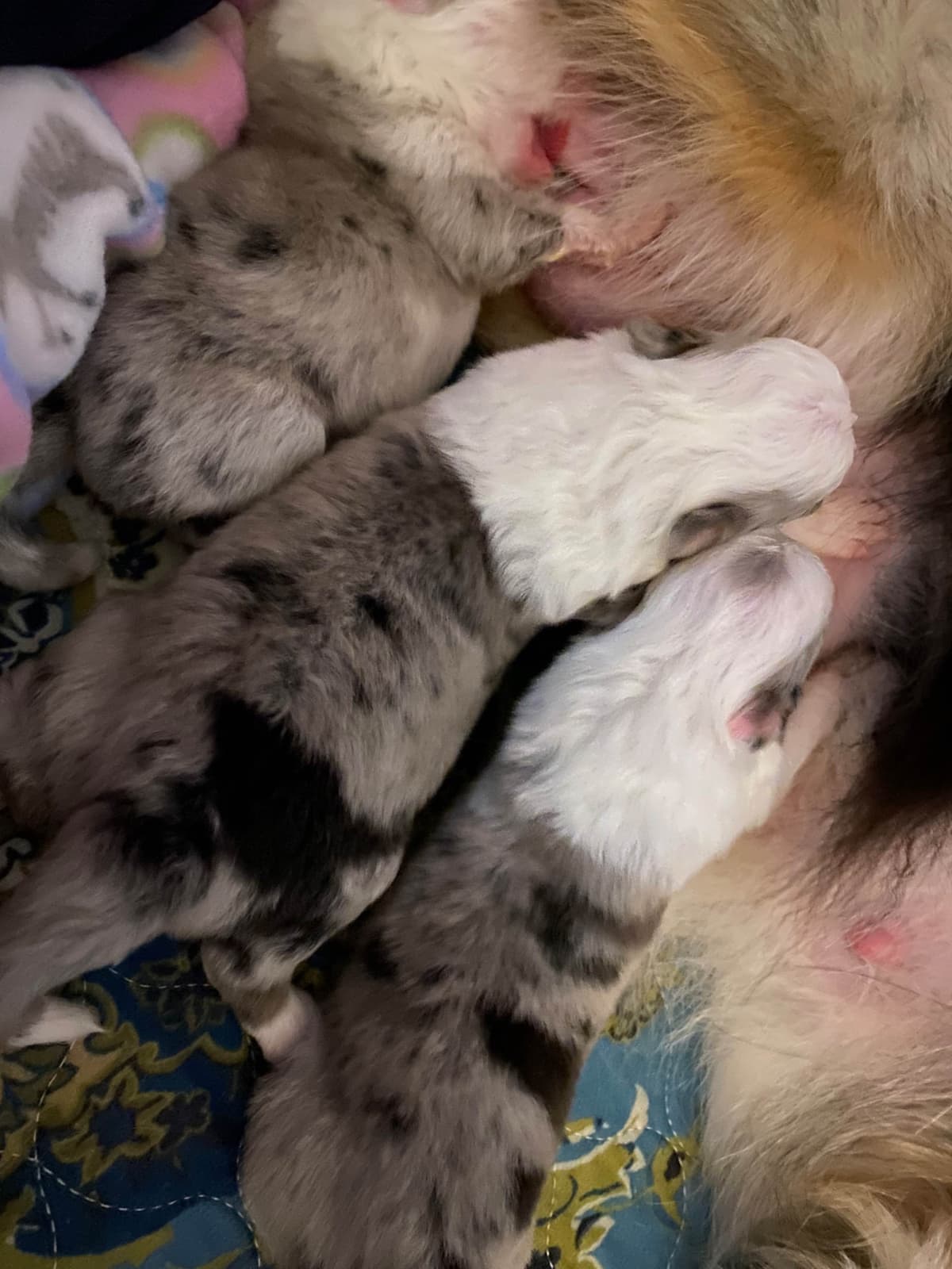 Shetland Sheepdog Puppies breeder image 3