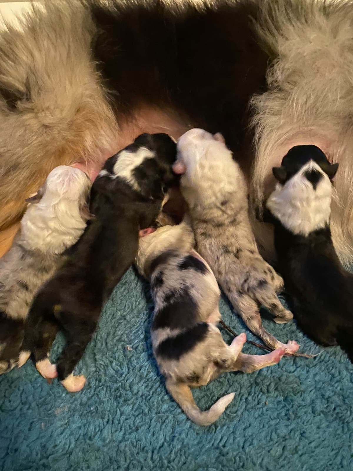 Shetland Sheepdog Puppies breeder image 5
