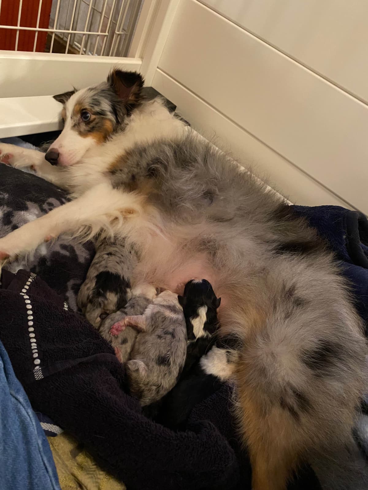 Shetland Sheepdog Puppies breeder image 7