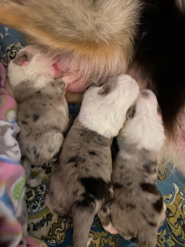 Shetland Sheepdog Puppies media 2