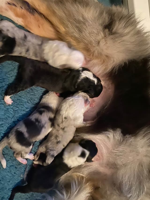 Shetland Sheepdog Puppies media 3