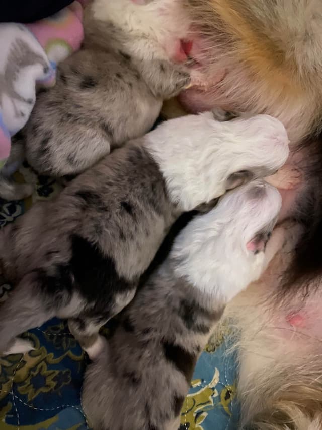 Shetland Sheepdog Puppies media 4