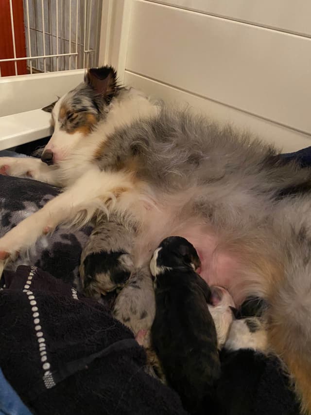 Shetland Sheepdog Puppies media 6