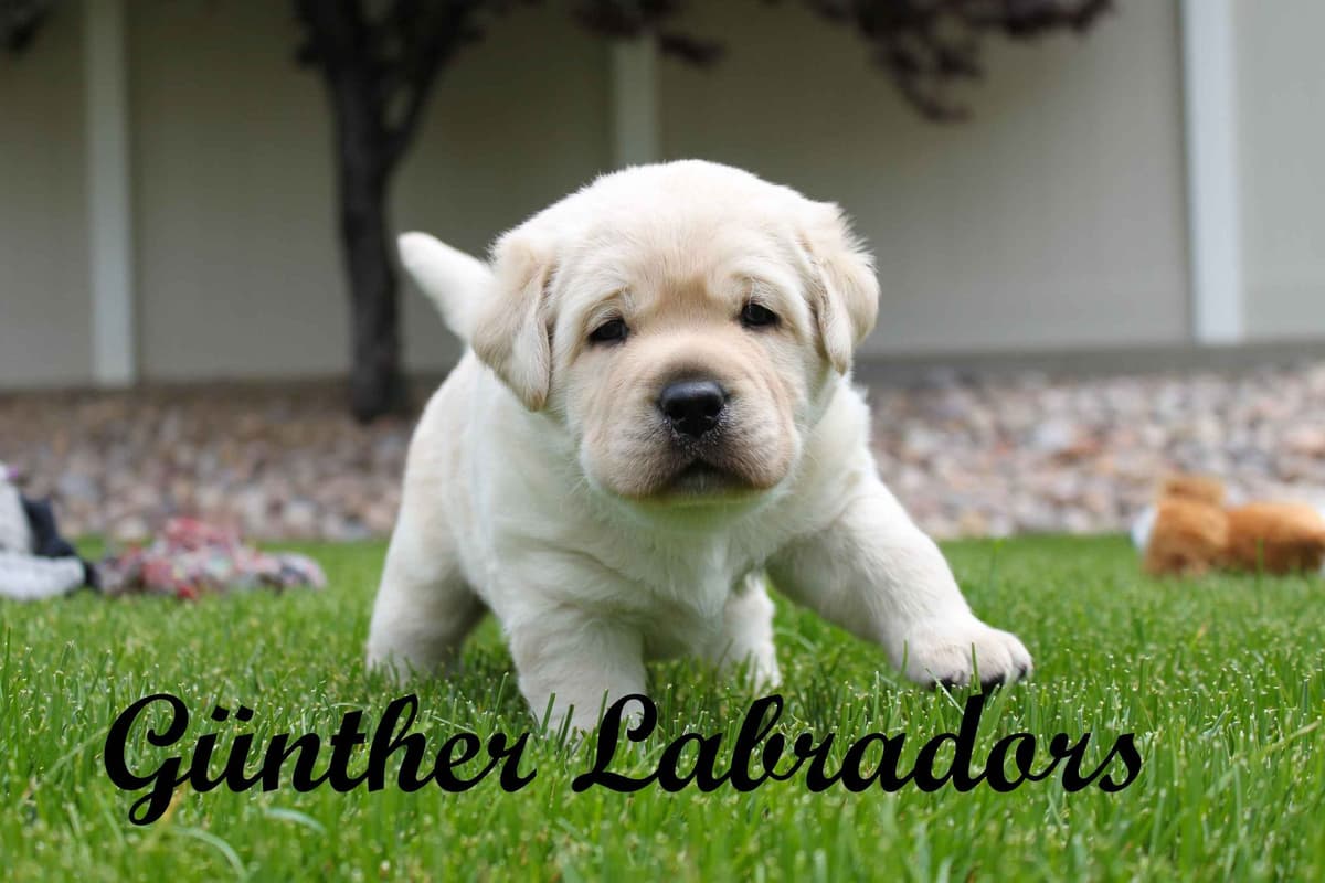 Labrador Retriever Puppies breeder image 1