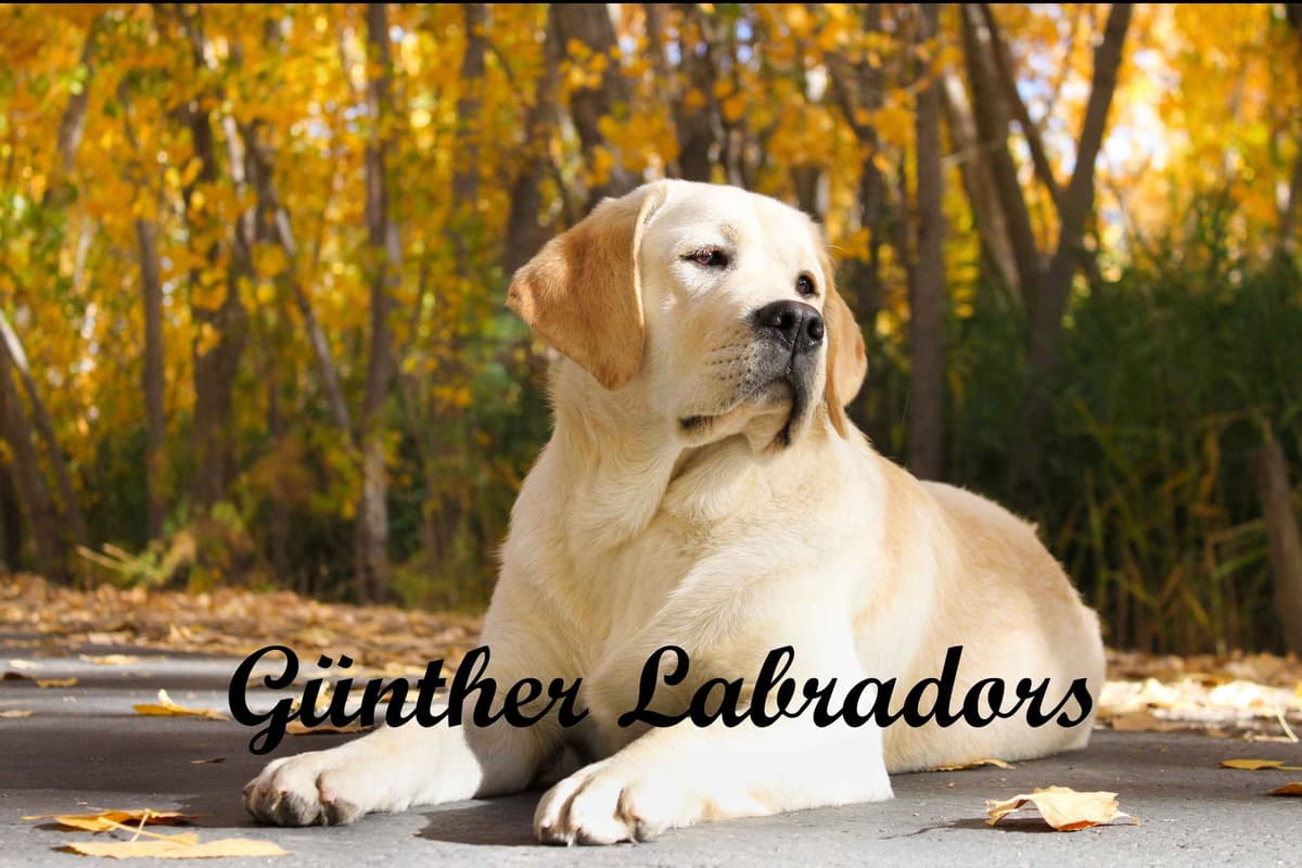 Labrador Retriever Puppies breeder image 2