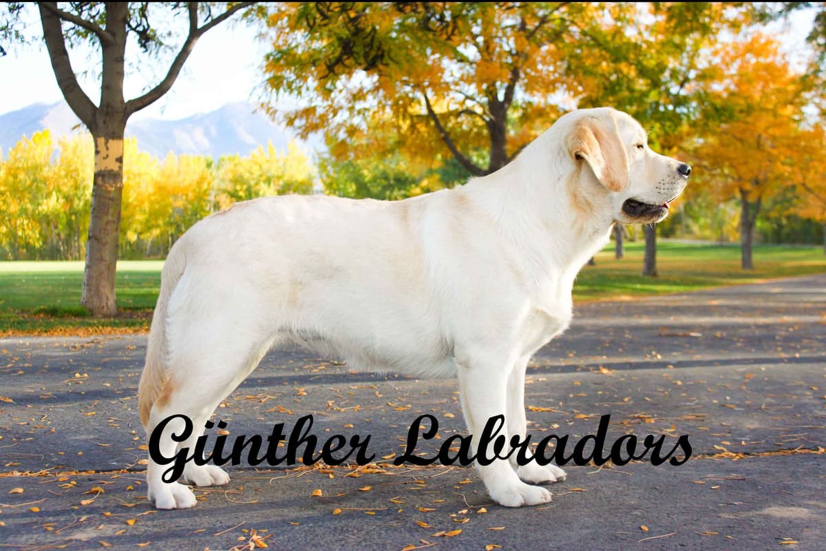 Labrador Retriever Puppies breeder image 3