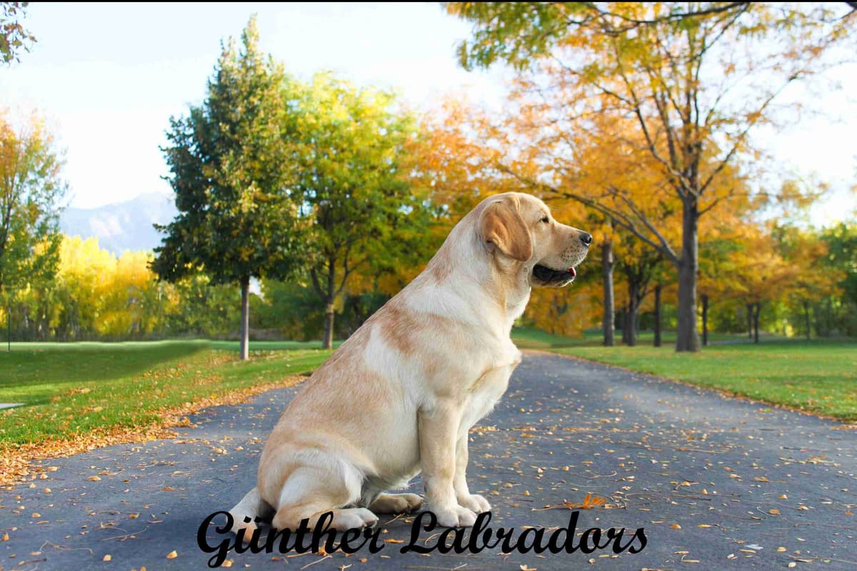 Labrador Retriever Puppies breeder image 4