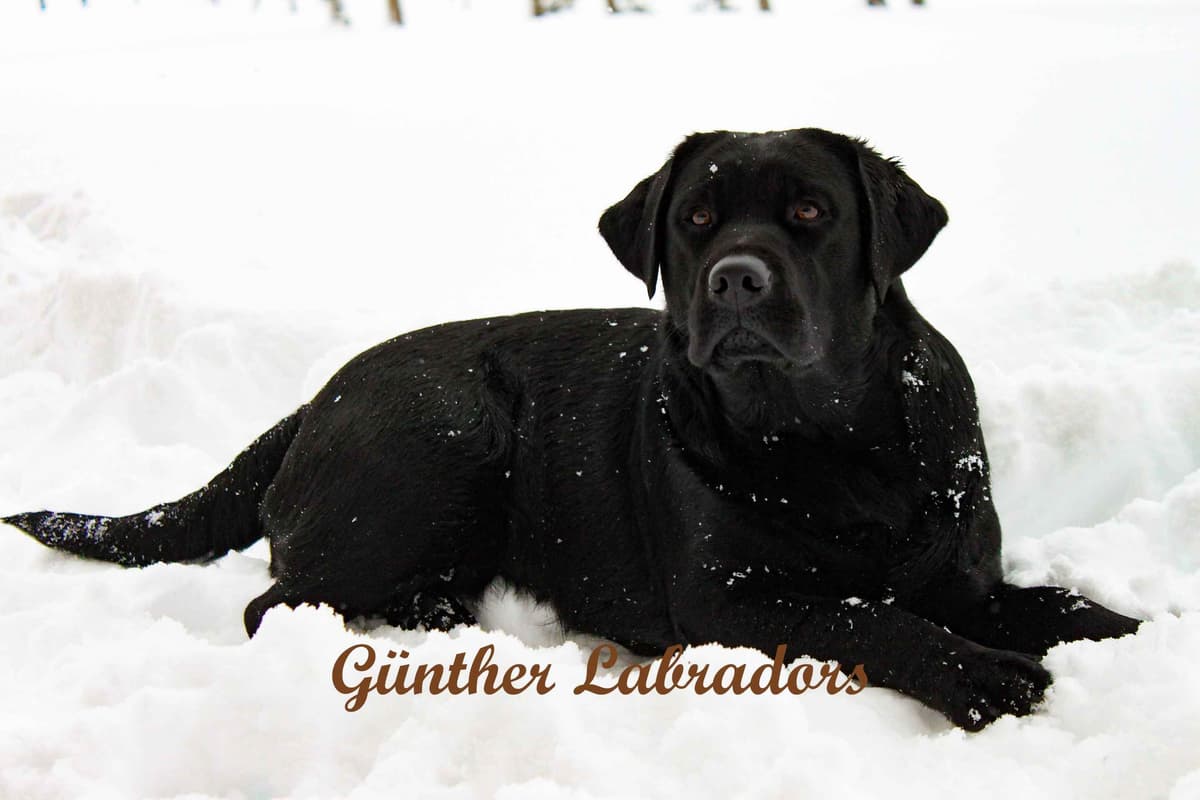 Labrador Retriever Puppies breeder image 5