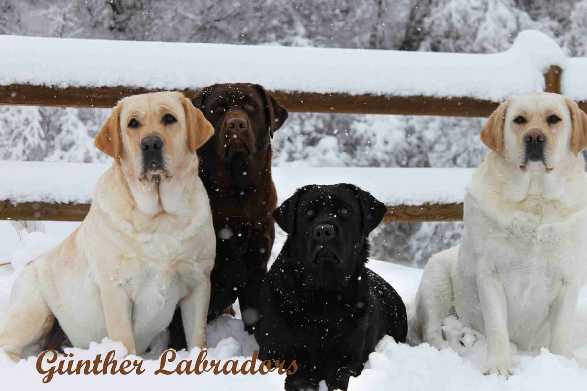 Labrador Retriever Puppies breeder image 6