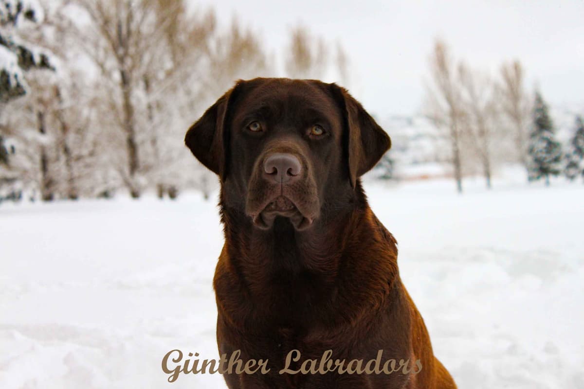 Labrador Retriever Puppies breeder image 7