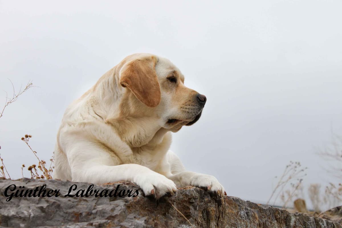 Labrador Retriever Puppies breeder image 8