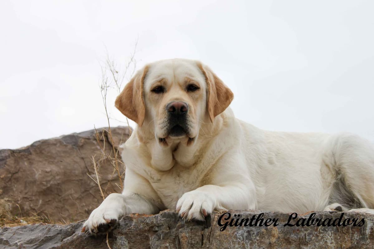 Labrador Retriever Puppies breeder image 10