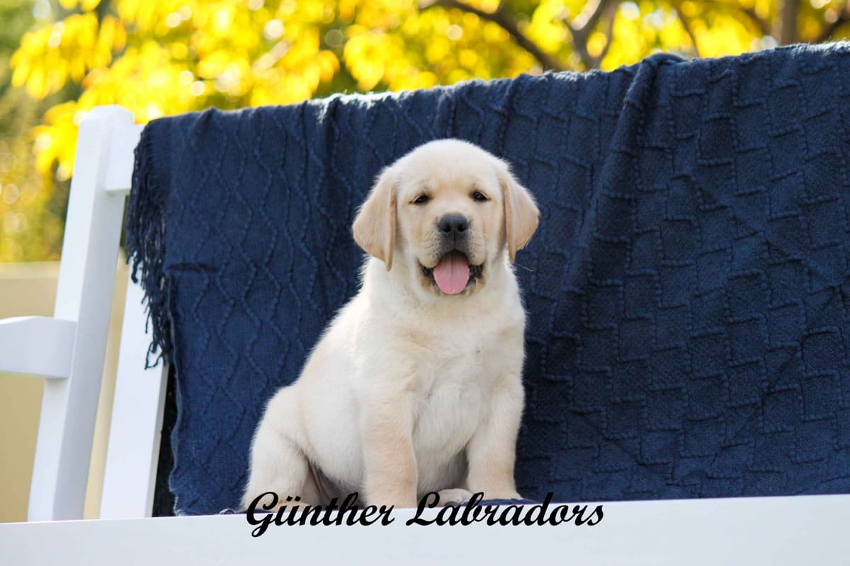 Labrador Retriever Puppies breeder image 12
